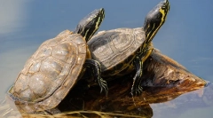 Як визначити підлогу з червоною черепахою, 10 відмінностей чоловіка з самок